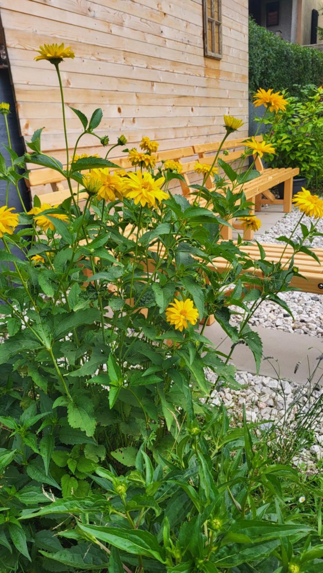 Apartmán House Leska Kranjska Gora Exteriér fotografie